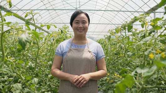 4k番茄大棚里工作的女性农场帮工视频