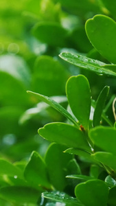 雨水滴落在树叶上梅雨季节视频