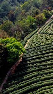 清明时节南方茶园采山茶季节春茶节视频