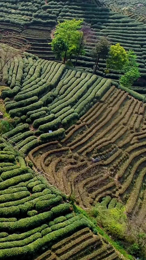 清明时节南方茶园采山茶季节生态茶28秒视频