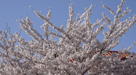 青岛春季风光盛开的樱花4K视频视频