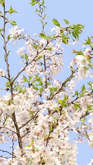 春天阳光下的樱花视频粉色花朵21秒视频