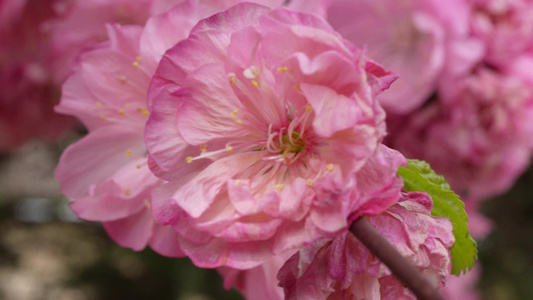 微距粉色桃花花蕊视频