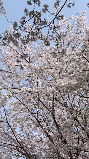 樱花树下竖版本视频23秒视频