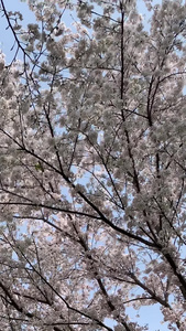 樱花树下春暖花开视频