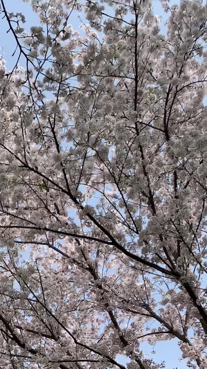 樱花树下春暖花开23秒视频