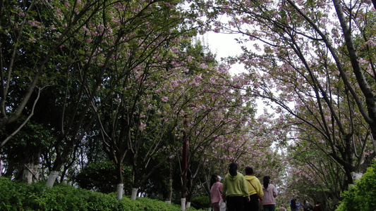 航拍春天鲜花盛开樱花小道视频