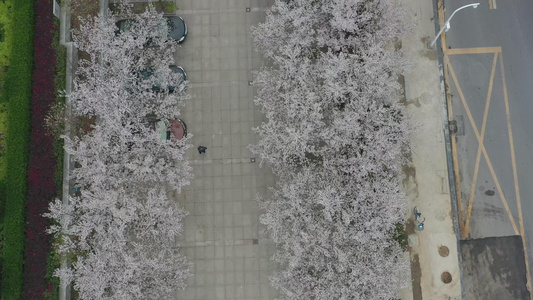 航拍开满樱花的武汉最美停车场视频