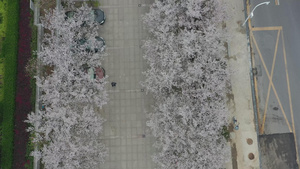 航拍开满樱花的武汉最美停车场32秒视频