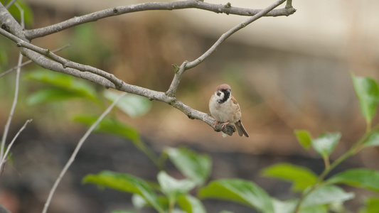 自然界中可爱的麻雀飞禽视频