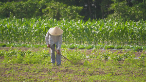 4k农民在庄稼地里除草11秒视频