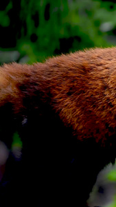实拍行走的可爱小熊猫野生动物视频