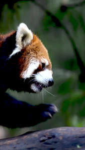 实拍行走的可爱小熊猫生态环境视频