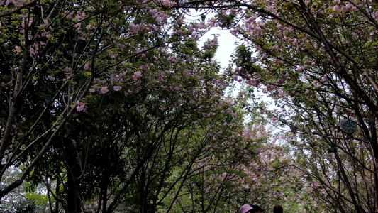 航拍春天鲜花盛开樱花小道视频