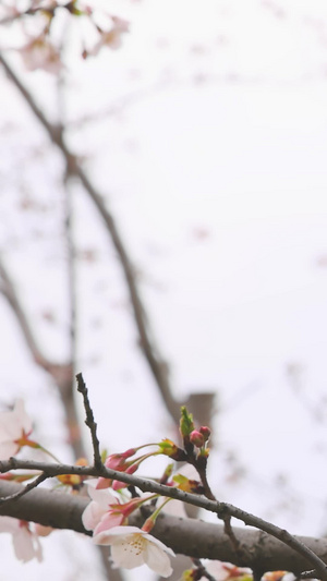 白樱花空镜17秒视频