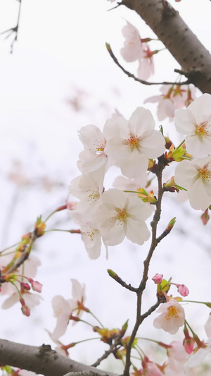 白樱花空镜17秒视频