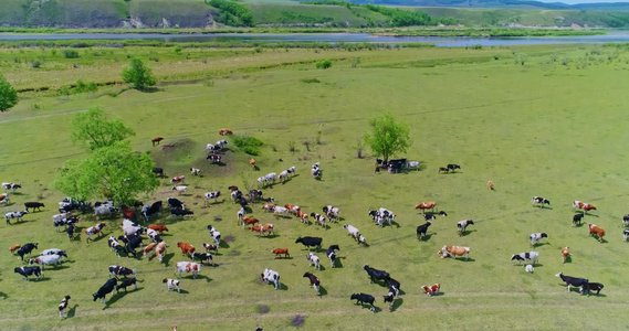 内蒙古呼伦贝尔草原牧场视频