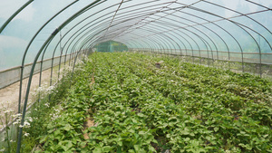 4k农业种植水果草莓大棚19秒视频