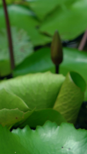 热带睡莲蓝白色睡莲合集观赏植物53秒视频