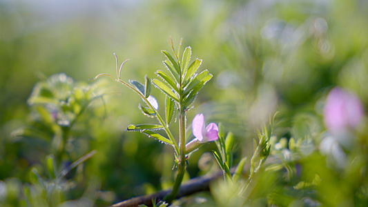 阳光下的清新草地和野花视频