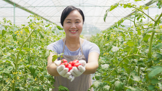 4k西红柿番茄种植田里的阿姨手捧水果番茄西红柿圣女果丰收视频