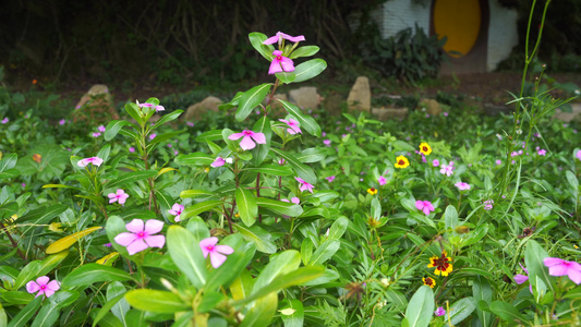 唯美花草 视频