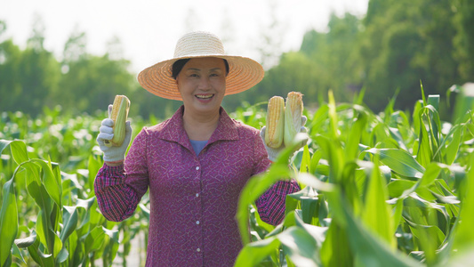 4k玉米种植田里的阿姨收获玉米视频