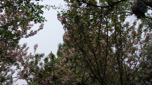 实拍春天樱花盛开视频