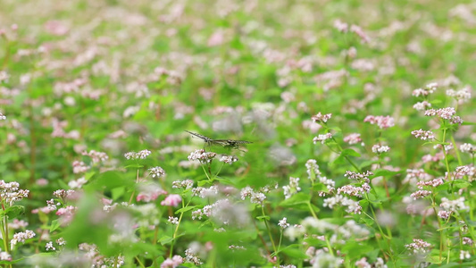 荞麦花视频