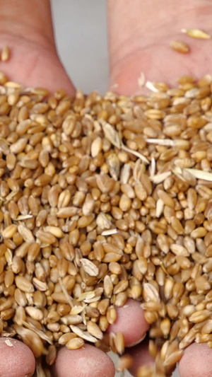 手捧小麦丰收农民手捧小麦麦子庄稼16秒视频