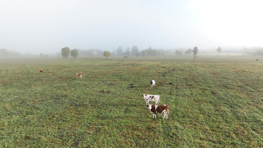呼伦贝尔湿地草地树木牛群晨雾视频