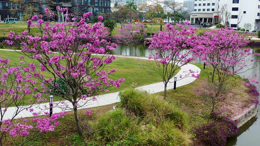 公园特写空镜头风铃花视频