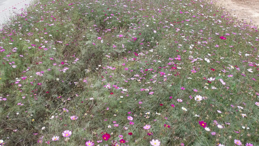 花丛中的格桑花航拍视频