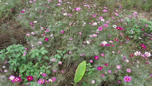 花丛中的格桑花航拍视频