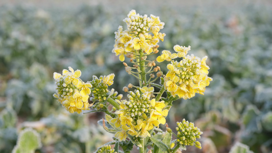 化霜冰雪消融-油菜花视频