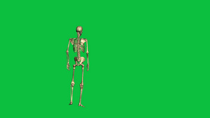 3D绿幕骷髅14秒视频