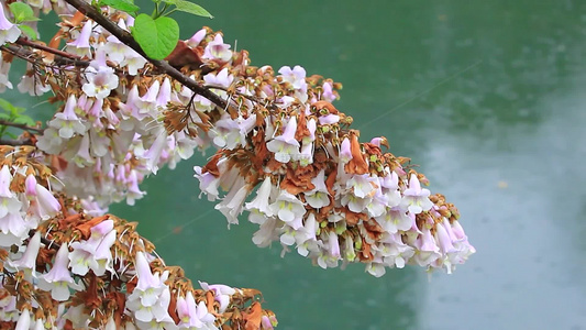 春天盛开的泡桐花视频