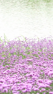 实拍湖边薰衣草花海微风视频