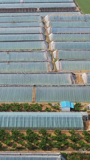 山东寿光农村风光蔬菜种植航拍视频蔬菜大棚24秒视频