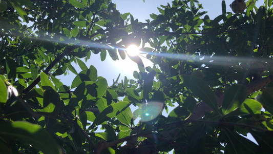夏天阳光穿透过树叶视频