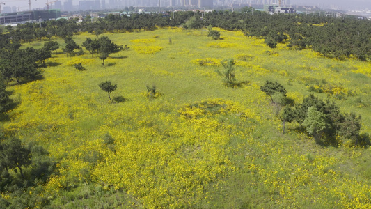 唐岛湾公园航拍视频