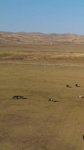 航拍内蒙古草原上成群成片的马群视频