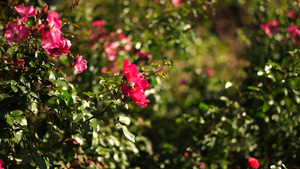 玫瑰的美丽天然背景22秒视频