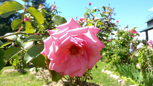 花园里有粉红花朵7秒视频