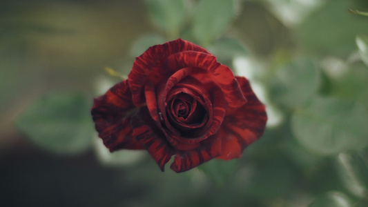 风上美丽的红玫瑰视频