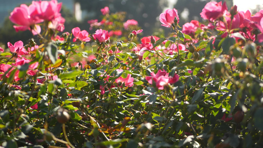 英国玫瑰园玫瑰园花卉背景嫩花盛开蜜蜂采花粉念珠花坛视频
