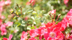 英国玫瑰园玫瑰园花卉背景嫩花盛开蜜蜂采花粉念珠花坛14秒视频