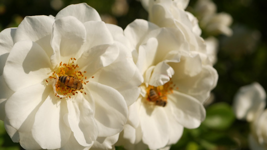 英国玫瑰园玫瑰园花卉背景嫩花盛开蜜蜂采花粉念珠花坛视频