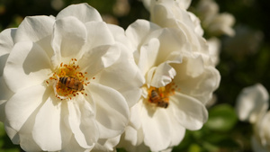 英国玫瑰园玫瑰园花卉背景嫩花盛开蜜蜂采花粉念珠花坛15秒视频