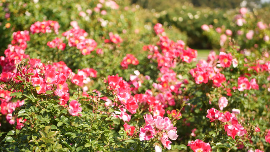 英国玫瑰园玫瑰园花卉背景嫩花盛开蜜蜂采花粉念珠花坛视频